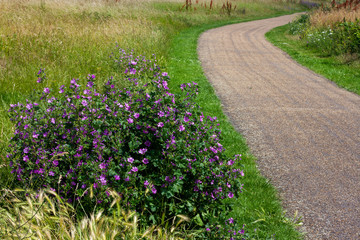 Empty road through a tranquil meadow