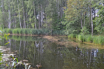 Backwater. Water with duckweed. Forest. Recessed tree