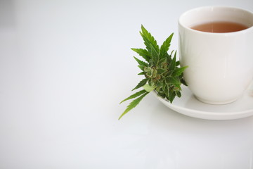 hemp tea .  medical cannabis leaf