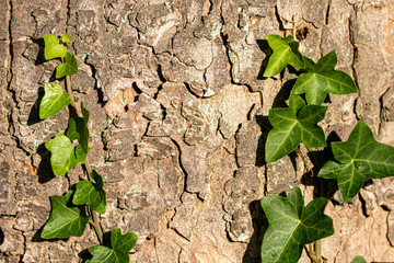 Grüne Efeuranken mit intensiv grünen Blättern wachsen an einem Baum hinauf