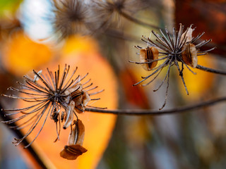 Fruit seed in autumn