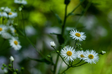 Daisy Fleabane Erigeron strigosus blossom flower in garden