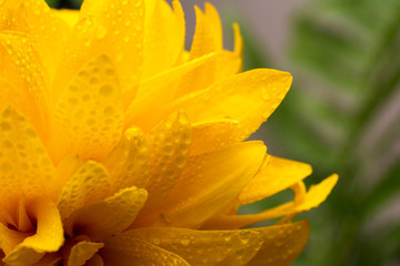 Beautiful yellow flower Rudbeckia, golden ball close-up.