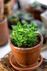 Beautiful aloe juvenna in a clay flower pot.