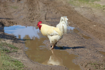 Rooster with white and golden plumage on the farm.	
