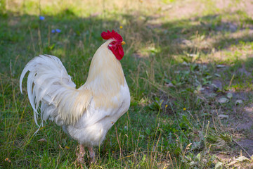 Rooster with white and golden plumage on the farm.	
