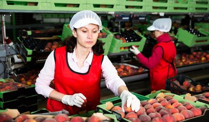 Obraz premium Women calibrating harvested peaches