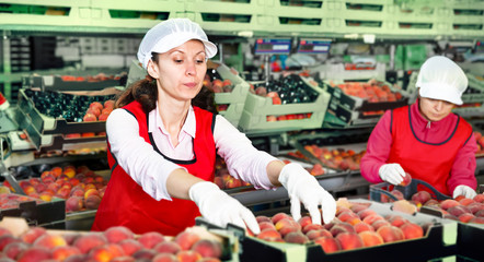 Obraz premium Female employee sorting fresh ripe peaches