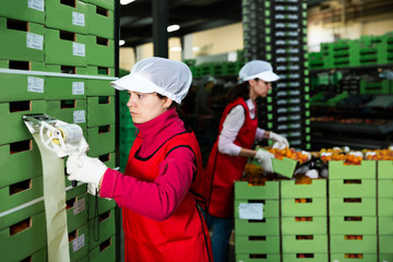 worker in uniform stickering barcodes on boxes of apricots