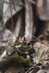 Bicleta antigua sobre hojas secas