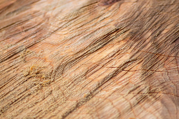 Schöne Holzstruktur eines gefällten Baumes mit Holzmaserung und feinen Details, viel schöner Patina und Vintage-Style als Dekoration oder Inneneinrichtung