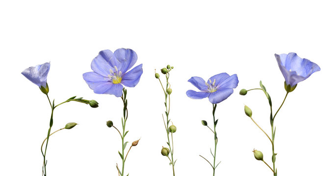 Flax flowers and seed capsules isolated on white background. Linum usitatissimum (common flax or linseed). 