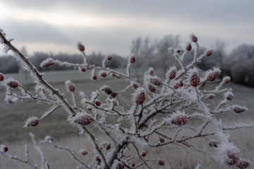 Gefrorene Hagebutte im Winter am Kronsberg (Hannover)