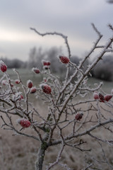 Gefrorene Hagebutte im Winter am Kronsberg (Hannover)