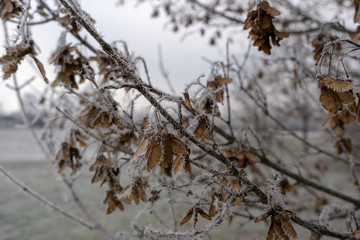 Gefrorene Pflanzen im Winter am Kronsberg (Hannover)