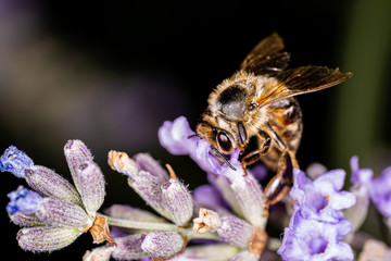 Honigbiene auf Lavendel Blüte © Markus