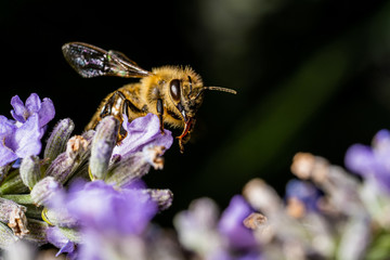 Honigbiene auf Lavendel Blüte © Markus