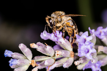Honigbiene auf Lavendel Blüte © Markus