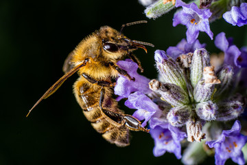 Honigbiene auf Lavendel Blüte