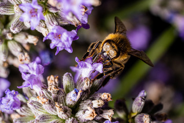 Honigbiene auf Lavendel Blüte