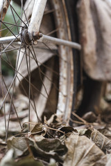 Bicicleta antigua sobre hojas seca