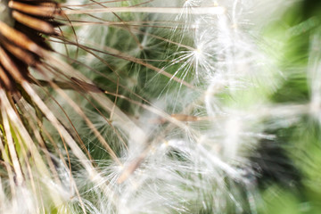 Dandelion seeds blowing in wind in summer field background. Change growth movement and direction concept. Inspirational natural floral spring or summer garden or park. Ecology nature landscape