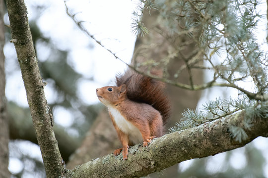 ecureil roux animaux
