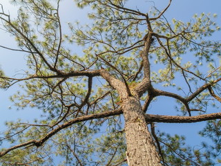 Ant's eye view of Pine Tree Branches with cloudy sky background, trail way Phu Kradueng National park, Loei, Thailand.