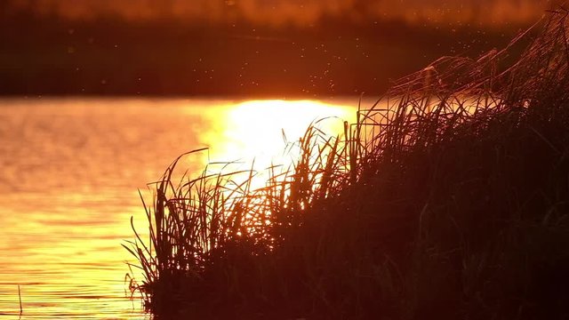Tiny flies fly in the summer warm air at early sunrise