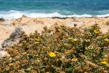 Landscape with dry flowers on sea coast