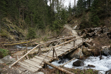 wooden bridge in forest