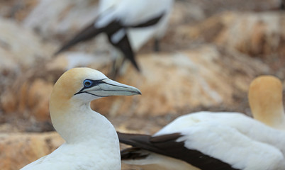 Tölpel in Australien