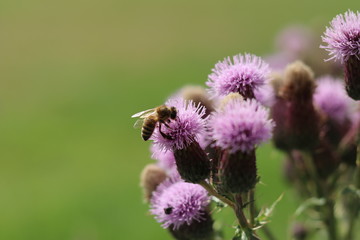 A bee lands on thistle 