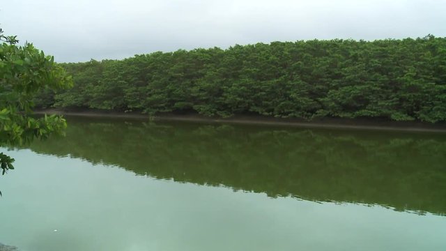 RIO ATACAMES MANGLAR