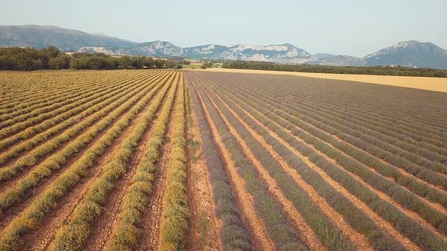 au dessus des champs - Immotelles et Lavandes  