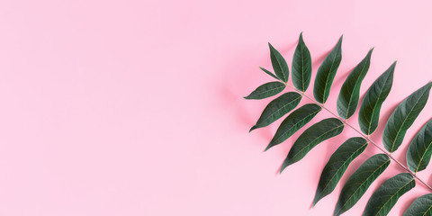 Green leaves pattern on pastel pink background. Concept with green leaves. Flat lay, top view, copy space