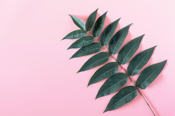 Green leaves pattern on pastel pink background. Concept with green leaves. Flat lay, top view, copy space