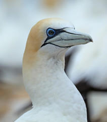 Tölpel in Australien