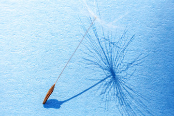 Dandelion seeds blowing in wind summer field on blue background. Change growth movement and...