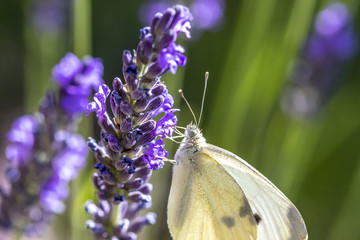 Papillon butinant sur des fleurs de lavande