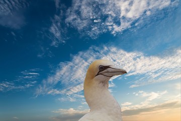 Tölpel in Australien
