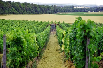harvesting machinery with a driver in a farmers vineyard in rhineland palatinate Germany in summer. Part of a wine making process. Tractor with trimming equipment cutting tops of vines. Wine Business. - obrazy, fototapety, plakaty
