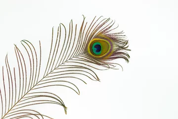 Fotobehang Pauw Peacock feather color full isolated nature white background bird  © Serhii
