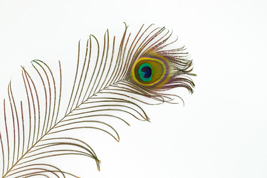 Fototapeta Peacock feather color full isolated nature white background bird