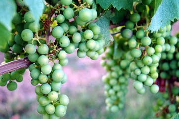 immature green grapes with leaves on the vine in the vineyard. Healthy fruits green wine grapes background. ready to harvest and eat. Grape field in rhineland palatinate, Germany in summer.