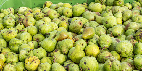 Many Ripe fall pears in a container in autumn