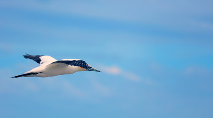Tölpel in Australien