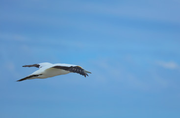Tölpel in Australien