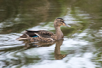 Blue Winged Teal Duck casting a reflection on estuary water surface while remaining afloat.