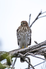 Proud Cooper Hawk perched high on dried branch while looking over his hunting ground for the next prey.